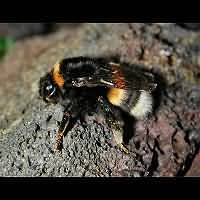 photograph Bombus terrestris