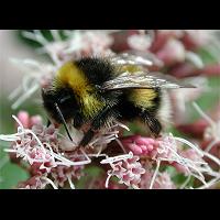 picture Earth Bumblebee