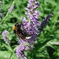 picture Bombus vestalis