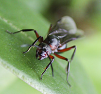 foto van Behaarde rode bosmier, Formica rufa