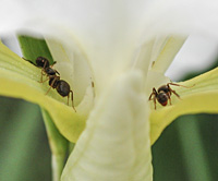 foto van Zwarte Wegmier, Lasius niger