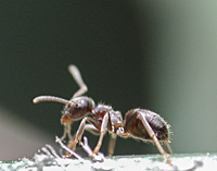 foto van Zwarte Wegmier, Lasius niger