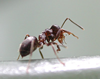 foto van Zwarte Wegmier, Lasius niger