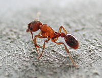 foto van Rode Steekmier , Myrmica rubra