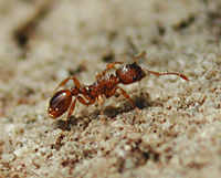 picture Common Red Ant, European Fire Ant, Myrmica rubra