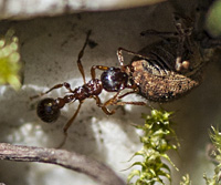 foto van Bossteekmier , Myrmica ruginodis