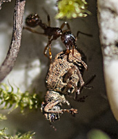 picture Common Red Ant