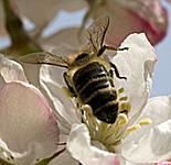 picture Honeybee