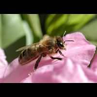 foto Apis mellifera