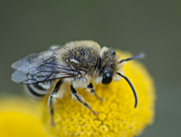 foto van Wormkruidbij (Colletes daviesanus)