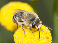 foto van Wormkruidbij, Colletes daviesanus