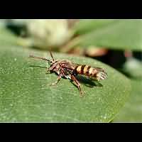 picture Nomada ruficornis