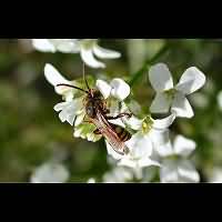 picture Nomada ruficornis