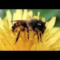 foto Osmia rufa