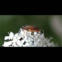 picture Bramble Sawfly