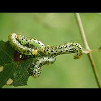 picture of Large Rose Sawfly, Arge pagana