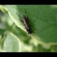 picture Privet Sawfly