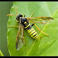 photograph Tenthredo scrophulariae