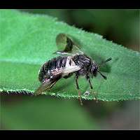 picture Honeysuckle Sawfly