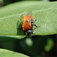 photograph Andrena armata