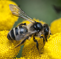 photograph Andrena denticulata