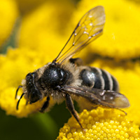 picture of mining bee Andrena denticulata