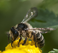 foto van de zandbij Andrena denticulata