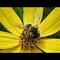 foto Andrena flavipes