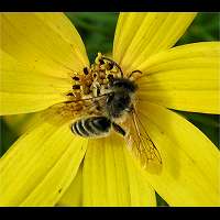 photograph Andrena flavipes