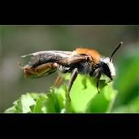 foto Andrena haemorrhoa