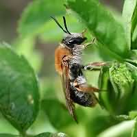 picture Andrena haemorrhoa