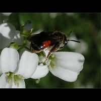 picture Andrena labiata