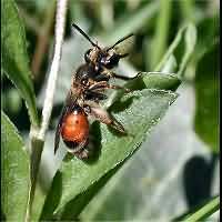 foto Andrena labiata