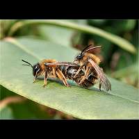 photograph Andrena tibialis